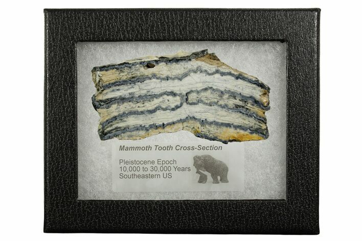 Mammoth Molar Slice With Case - South Carolina #377850